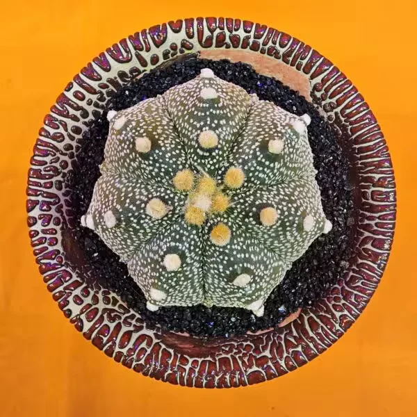 Astrophytum Asterias 6 cm  Boyutunda Özel Tür Kaktüs