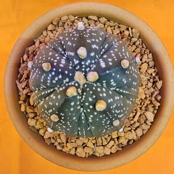 Astrophytum Asterias 5,5 cm  Boyutunda Özel Tür Kaktüs