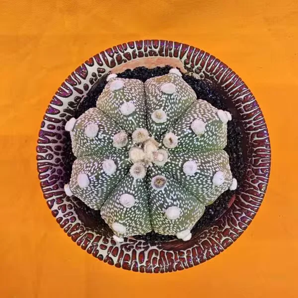Astrophytum Asterias 6,5 cm  Boyutunda Özel Tür Kaktüs