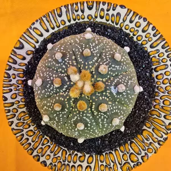 Astrophytum Asterias 6 cm  Boyutunda Özel Tür Kaktüs