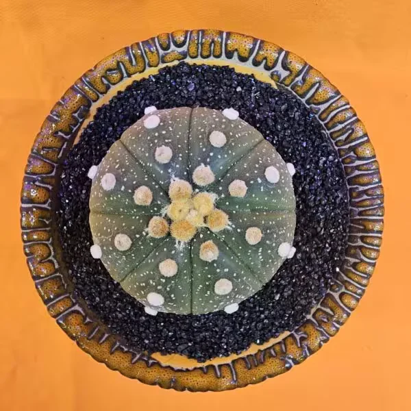 Astrophytum Asterias 5 cm  Boyutunda Özel Tür Kaktüs