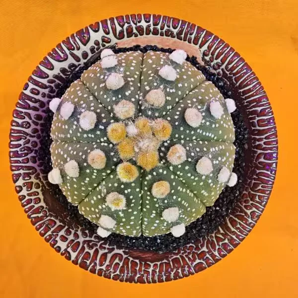 Astrophytum Asterias 6 cm  Boyutunda Özel Tür Kaktüs