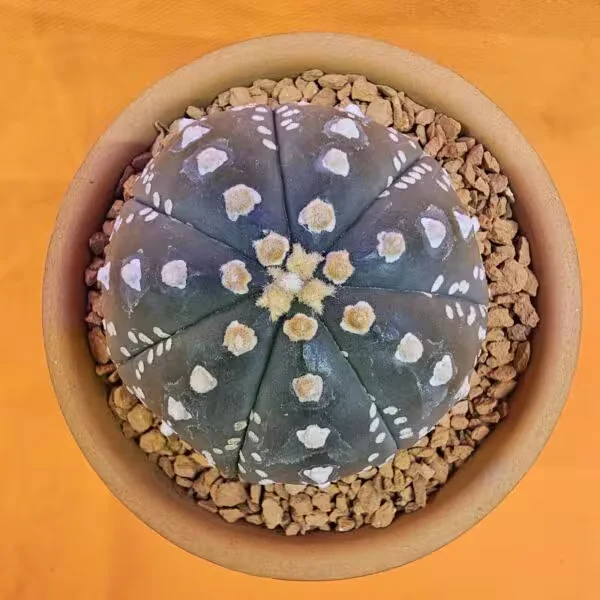 Astrophytum Asterias 6 cm  Boyutunda Özel Tür Kaktüs
