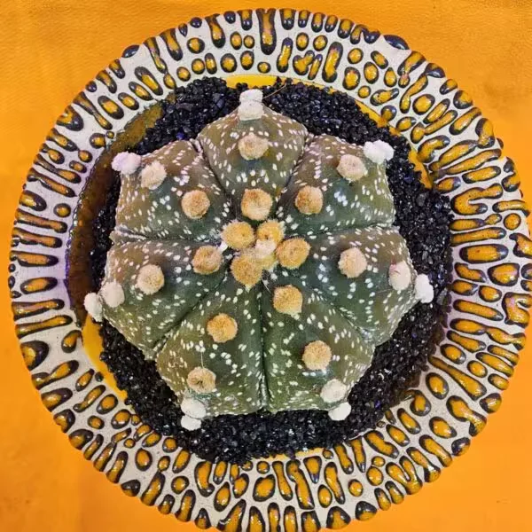 Astrophytum Asterias 6 cm  Boyutunda Özel Tür Kaktüs