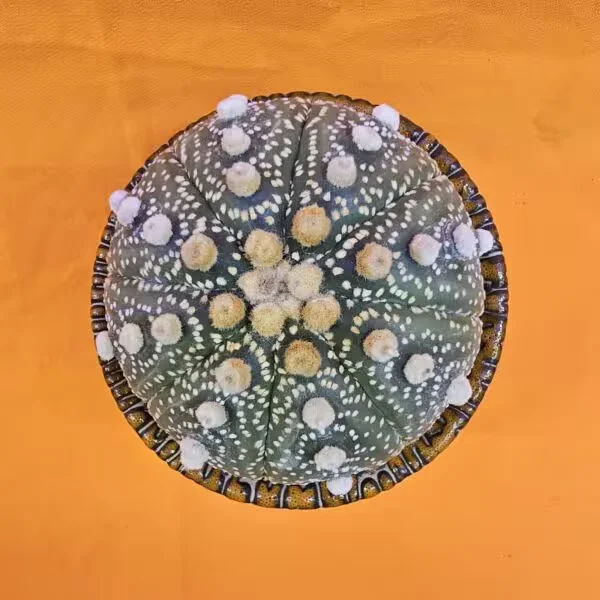 Astrophytum Asterias 7,5 cm  Boyutunda Özel Tür Kaktüs