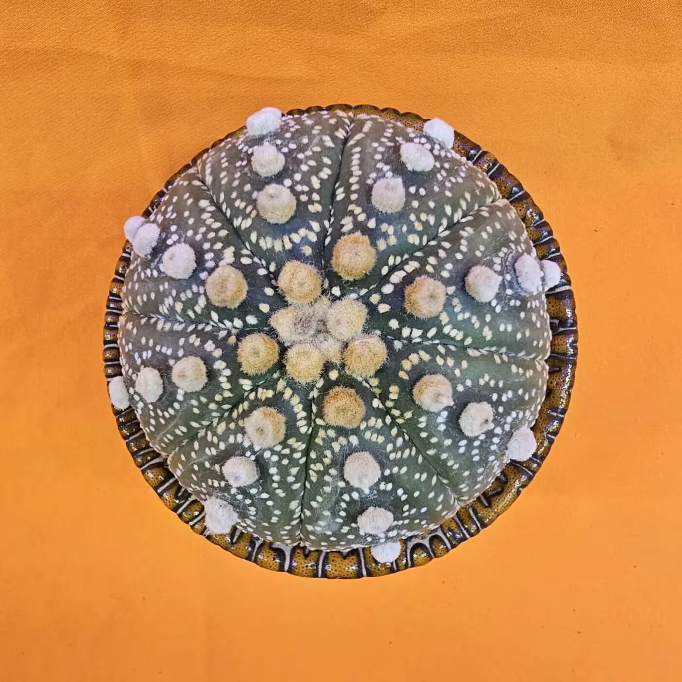 Previous Product Image