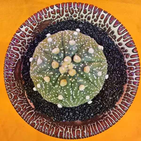 Astrophytum Asterias 5,5 cm  Boyutunda Özel Tür Kaktüs