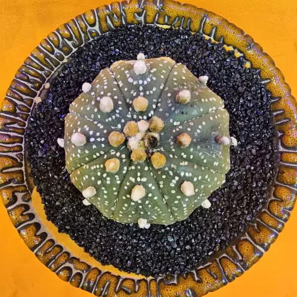 Astrophytum Asterias 5 cm  Boyutunda Özel Tür Kaktüs