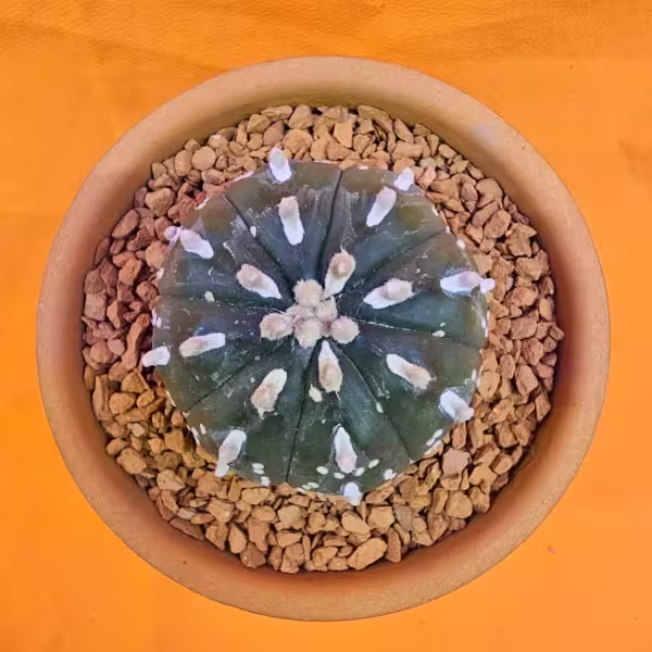 Astrophytum Asterias 5 cm  Boyutunda Özel Tür Kaktüs