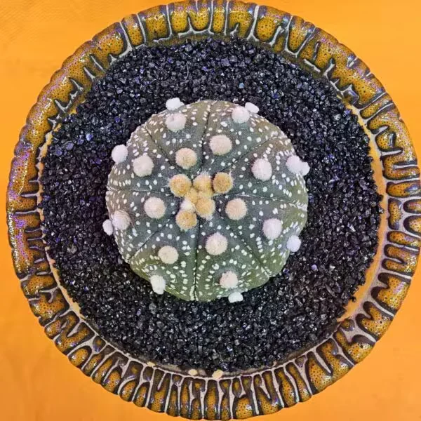 Astrophytum Asterias 5 cm  Boyutunda Özel Tür Kaktüs