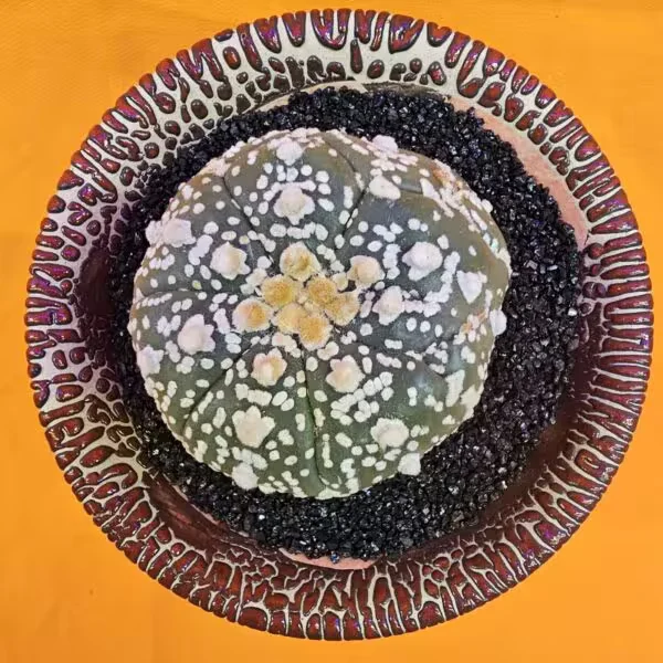 Astrophytum Asterias 5 cm  Boyutunda Özel Tür Kaktüs