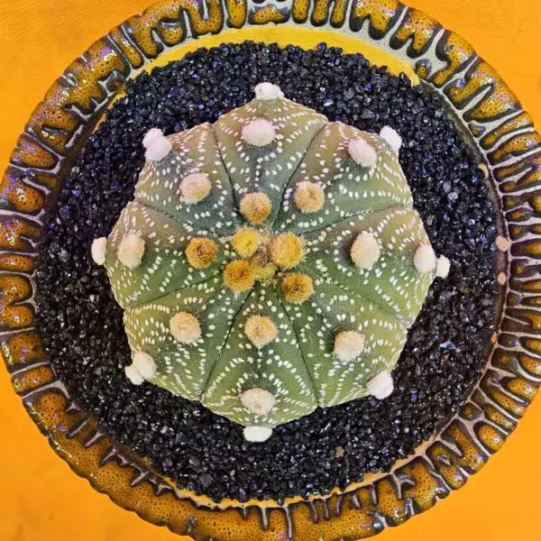 Astrophytum Asterias 5 cm  Boyutunda Özel Tür Kaktüs