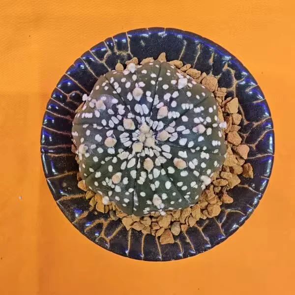 Astrophytum Asterias 4 cm  Boyutunda Özel Tür Kaktüs