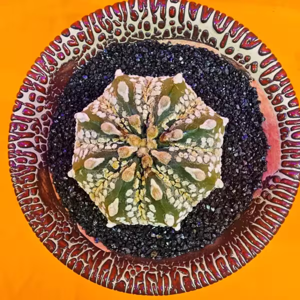 Astrophytum Asterias 5 cm  Boyutunda Özel Tür Kaktüs