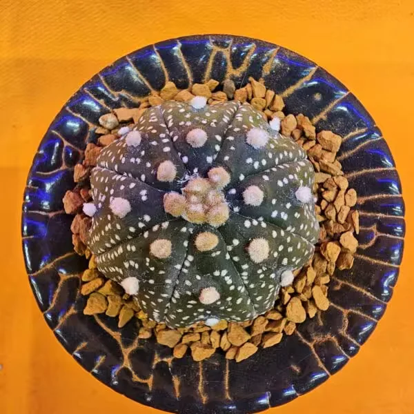 Astrophytum Asterias 4 cm  Boyutunda Özel Tür Kaktüs