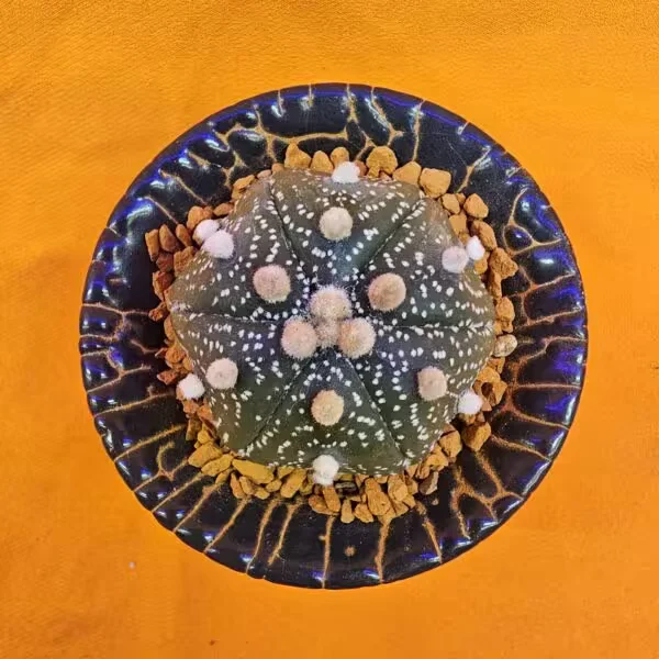Astrophytum Asterias 4 cm  Boyutunda Özel Tür Kaktüs
