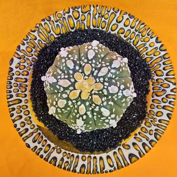 Astrophytum Asterias 5 cm  Boyutunda Özel Tür Kaktüs