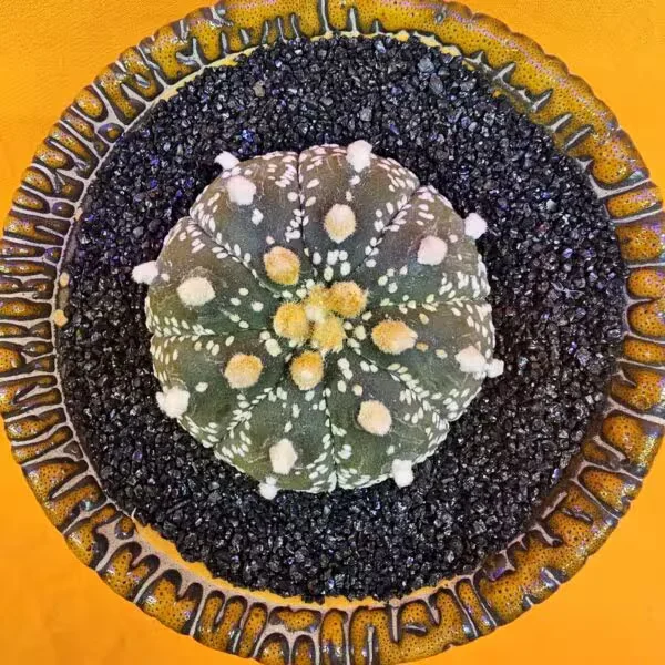 Astrophytum Asterias 5 cm  Boyutunda Özel Tür Kaktüs