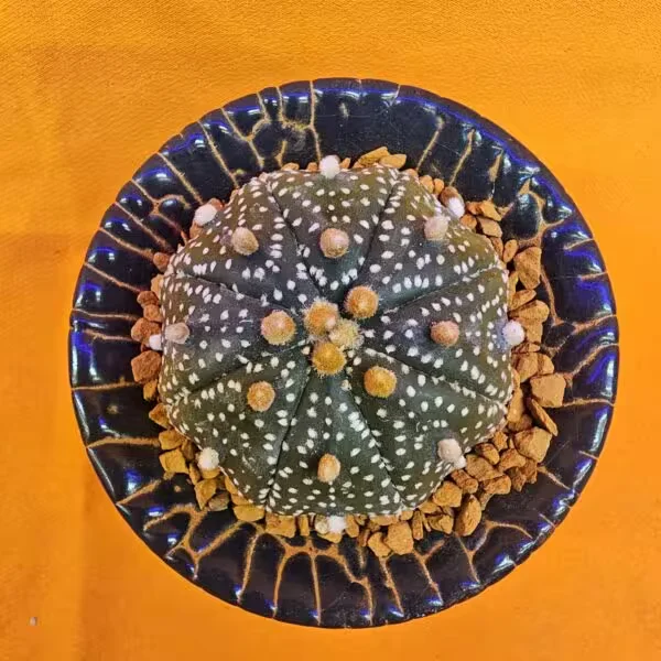 Astrophytum Asterias 4,5 cm  Boyutunda Özel Tür Kaktüs