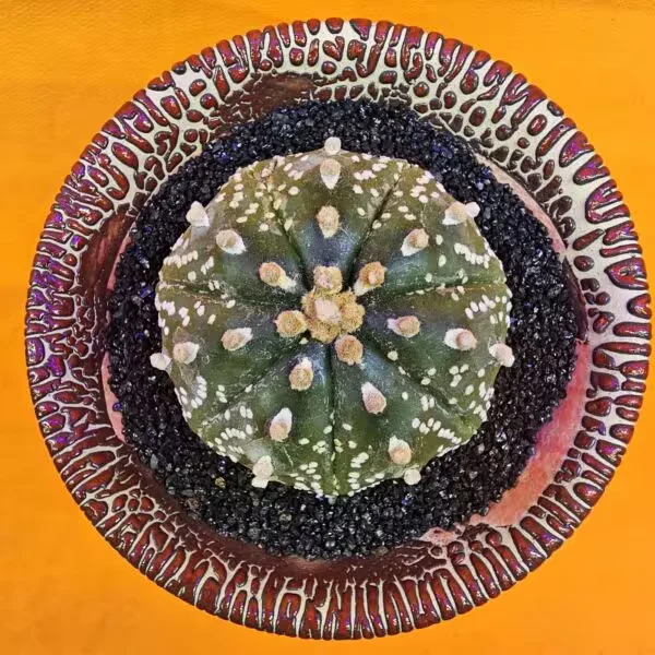 Astrophytum Asterias 5 cm  Boyutunda Özel Tür Kaktüs