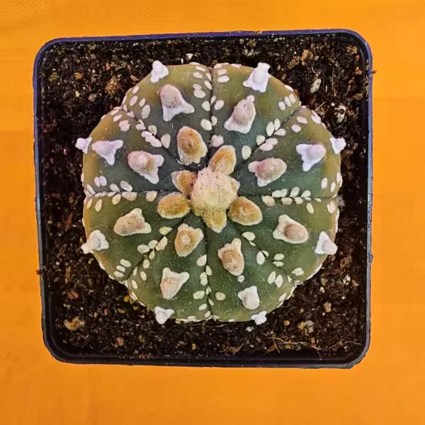 Astrophytum V-Cactus 5 cm boyutunda Özel Tür Kaktüs