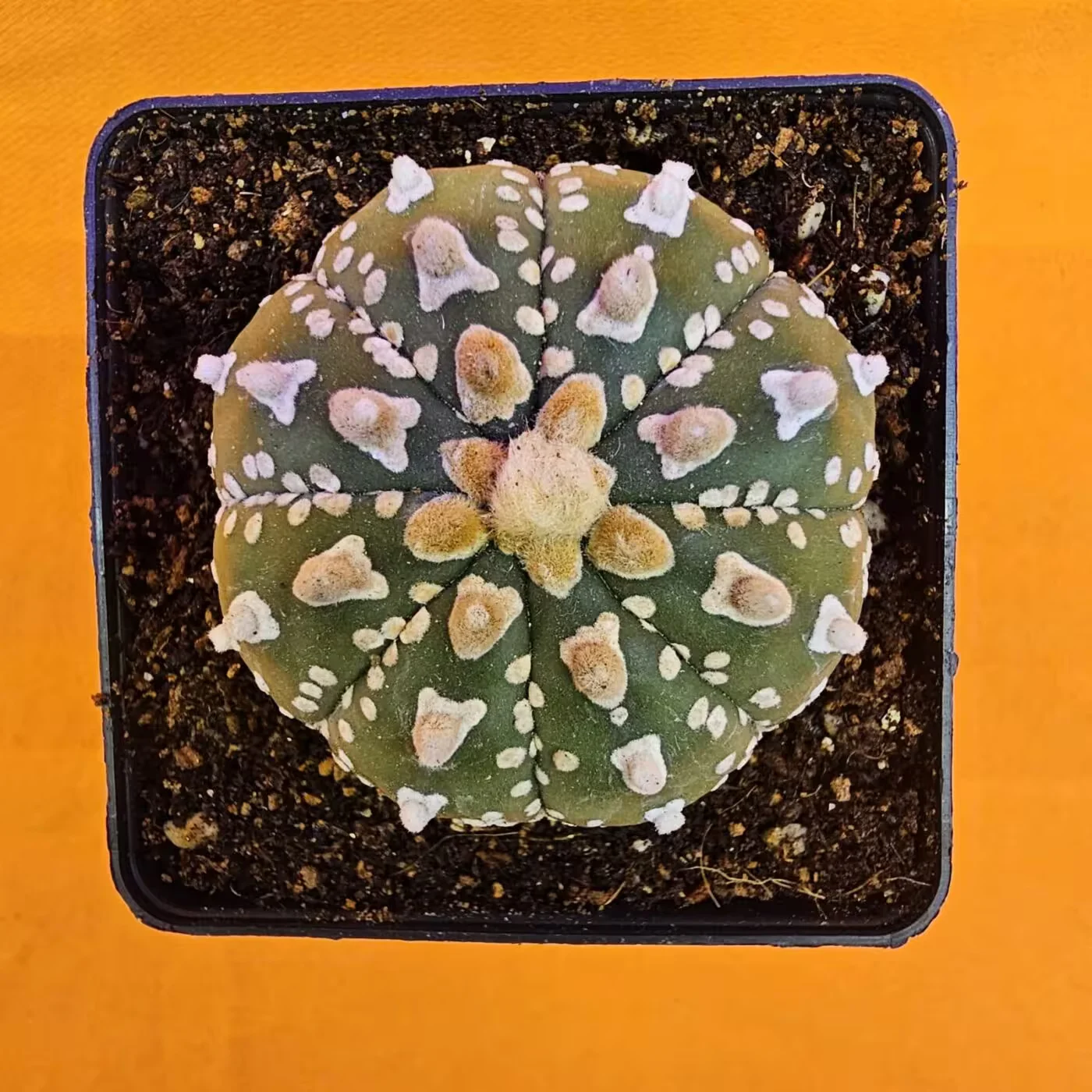 Previous Product Image