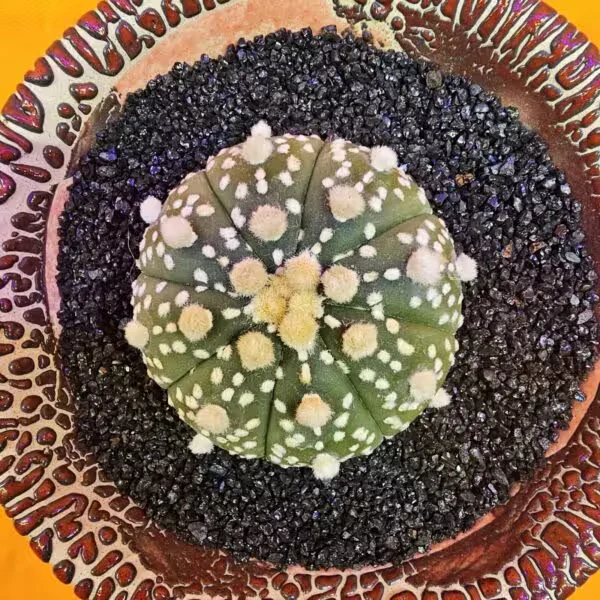Astrophytum Asterias 4,5 cm  Boyutunda Özel Tür Kaktüs