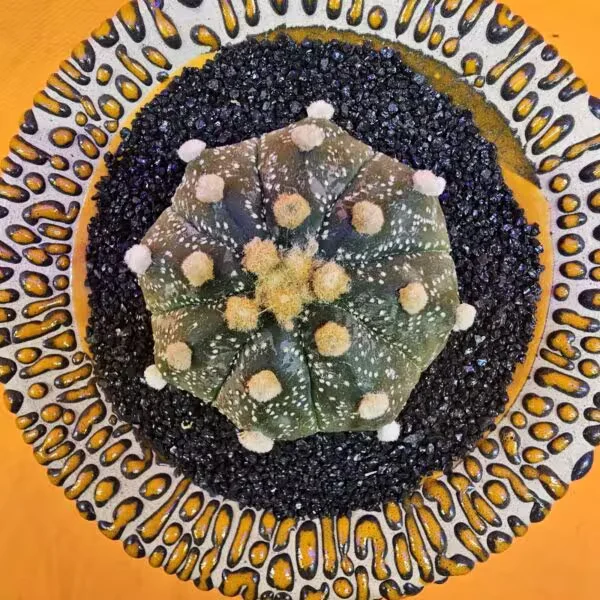 Astrophytum Asterias 4,5 cm  Boyutunda Özel Tür Kaktüs