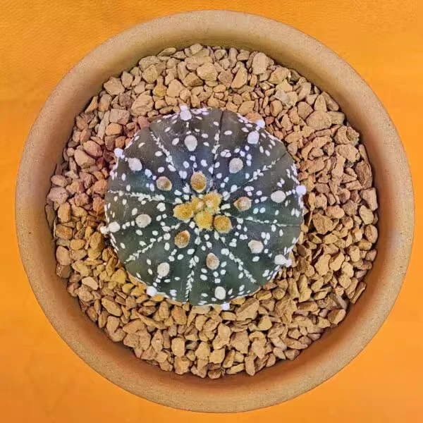 Astrophytum Asterias 4,5 cm  Boyutunda Özel Tür Kaktüs