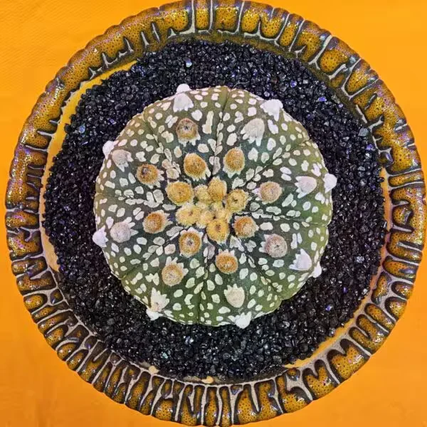 Astrophytum Asterias 5 cm  Boyutunda Özel Tür Kaktüs