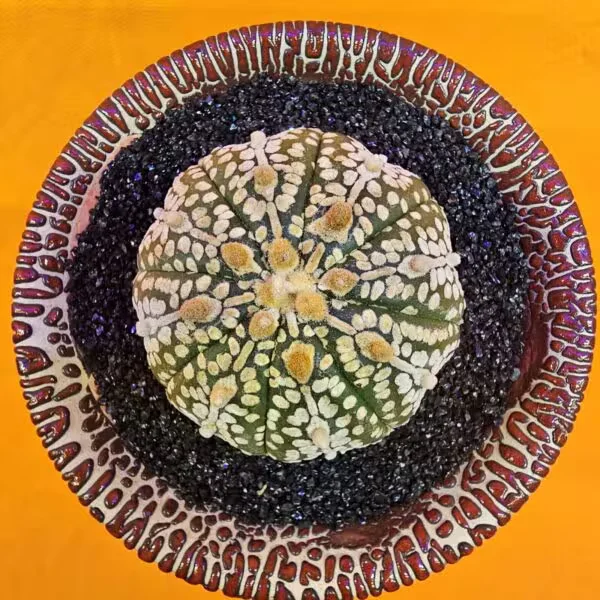 Astrophytum Asterias 5 cm  Boyutunda Özel Tür Kaktüs
