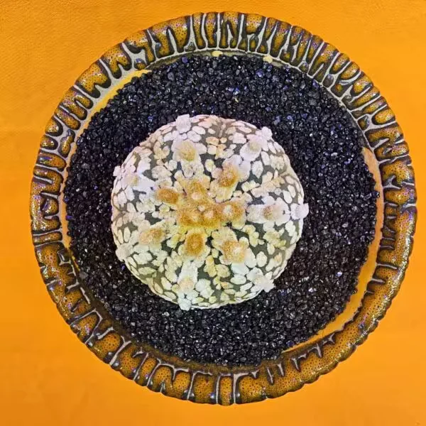 Astrophytum Asterias 4 cm  Boyutunda Özel Tür Kaktüs