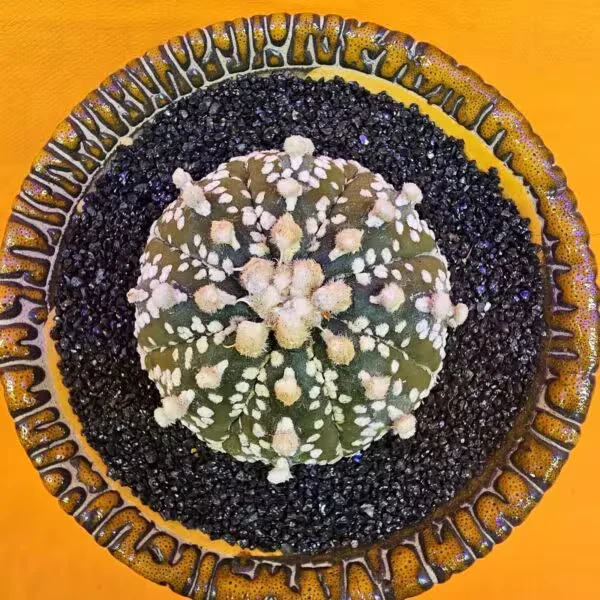 Astrophytum Asterias 5 cm  Boyutunda Özel Tür Kaktüs