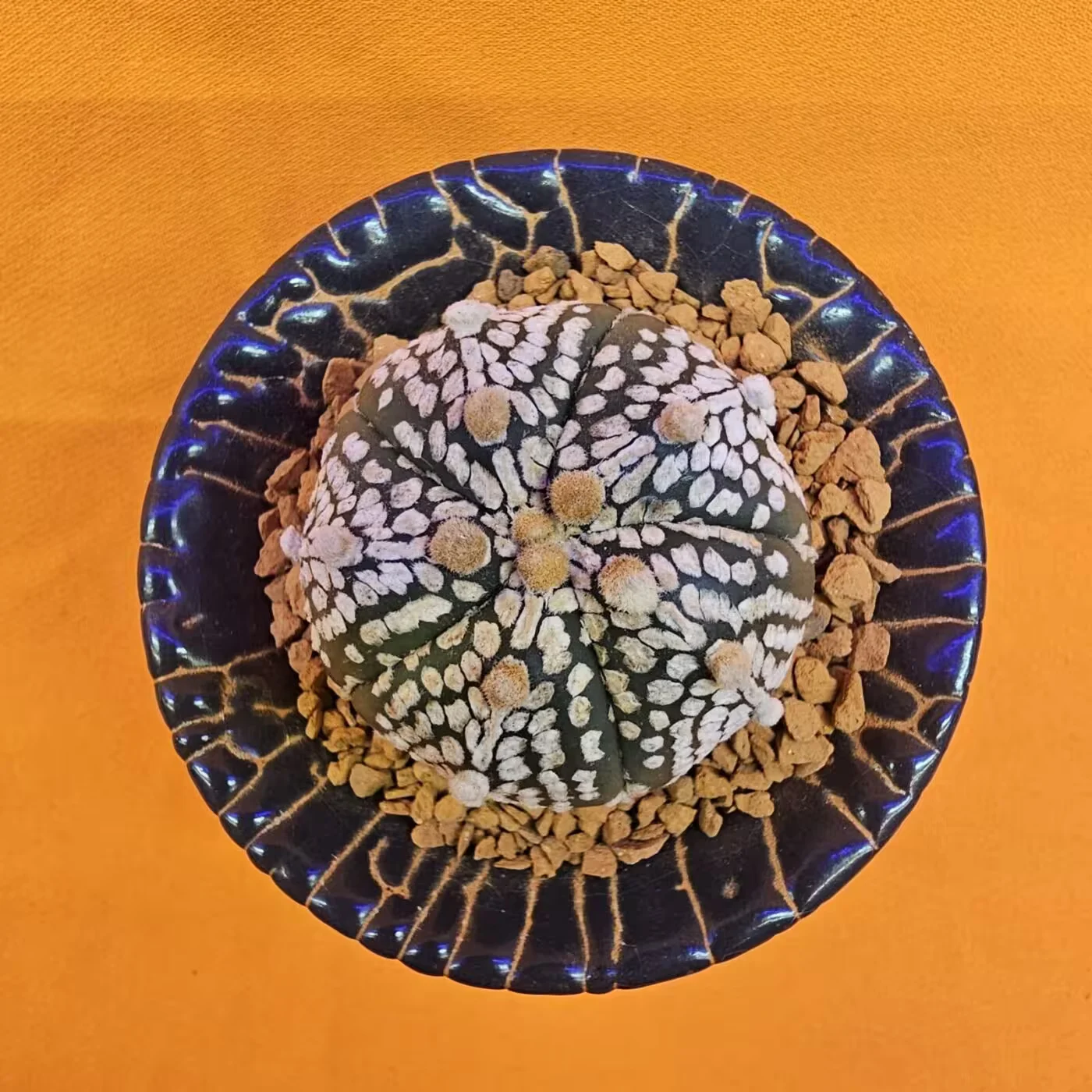 Next Product Image
