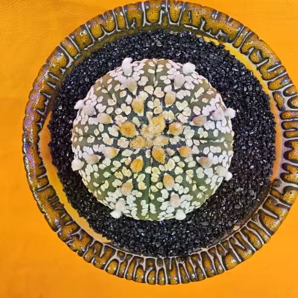 Astrophytum Asterias 5 cm  Boyutunda Özel Tür Kaktüs