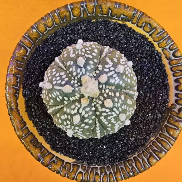 Astrophytum Asterias 5 cm  Boyutunda Özel Tür Kaktüs