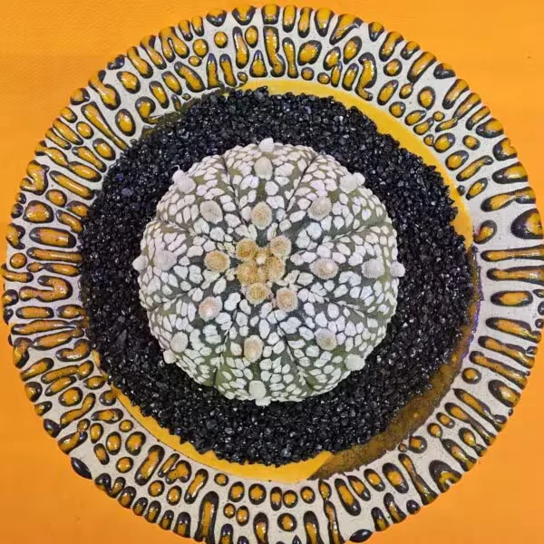 Astrophytum Asterias 5 cm  Boyutunda Özel Tür Kaktüs
