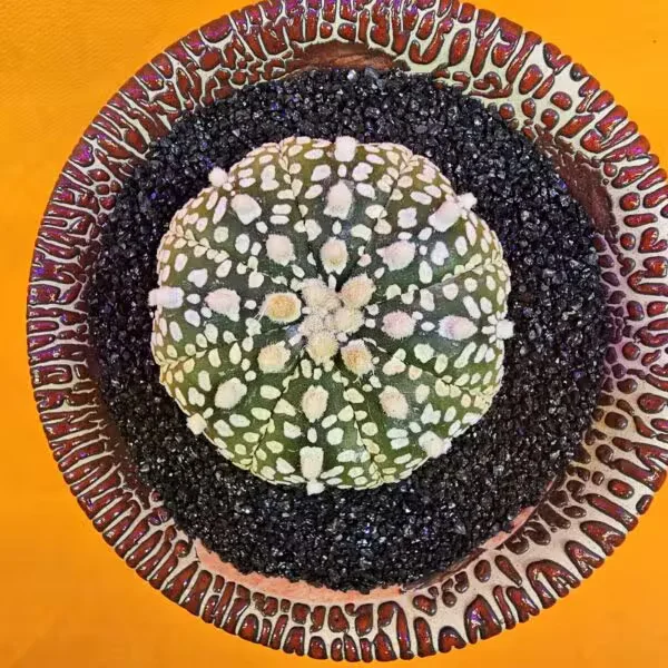 Astrophytum Asterias 5 cm  Boyutunda Özel Tür Kaktüs