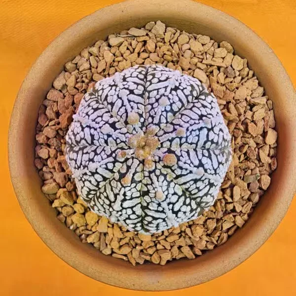 Astrophytum V-Cactus 4 cm boyutunda Özel Tür Kaktüs