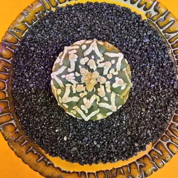 Astrophytum V-Cactus 3,5 cm boyutunda Özel Tür Kaktüs