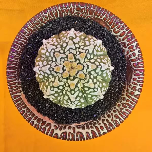 Astrophytum V-Cactus 5 cm boyutunda Özel Tür Kaktüs