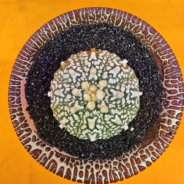 Astrophytum V-Cactus 5 cm boyutunda Özel Tür Kaktüs