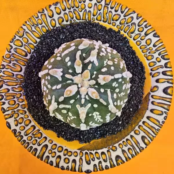 Astrophytum V-Cactus 5 cm boyutunda Özel Tür Kaktüs