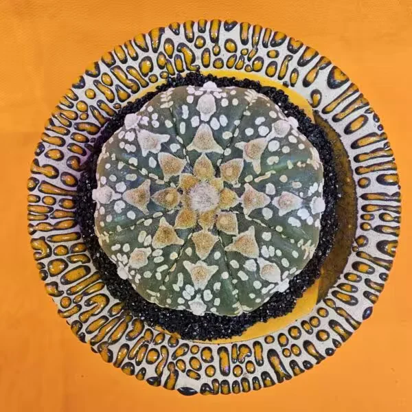 Astrophytum V-Cactus 6 cm boyutunda Özel Tür Kaktüs