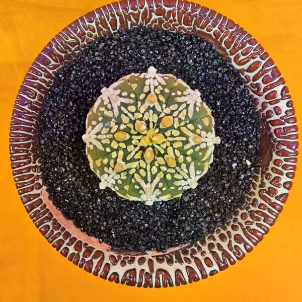 Astrophytum V-Cactus 4 cm boyutunda Özel Tür Kaktüs