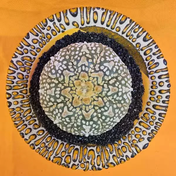 Astrophytum V-Cactus 5,5 cm boyutunda Özel Tür Kaktüs