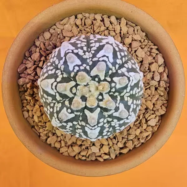 Astrophytum V-Cactus 4,5 cm boyutunda Özel Tür Kaktüs