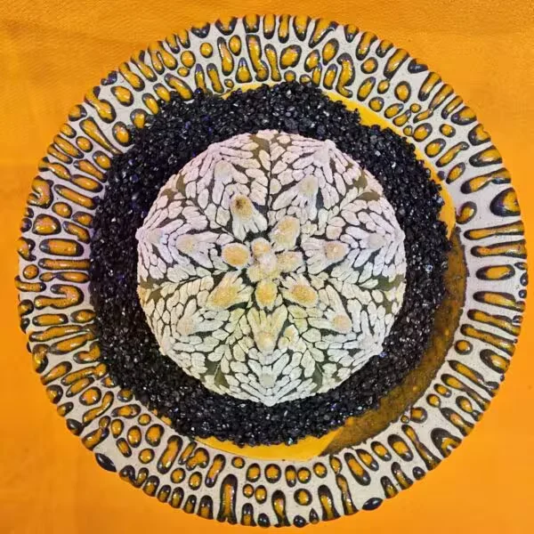 Astrophytum V-Cactus 4,5 cm boyutunda Özel Tür Kaktüs