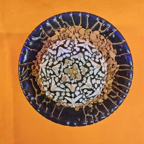 Astrophytum V-Cactus 4 cm boyutunda Özel Tür Kaktüs
