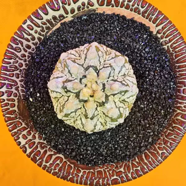 Astrophytum V-Cactus 4 cm boyutunda Özel Tür Kaktüs